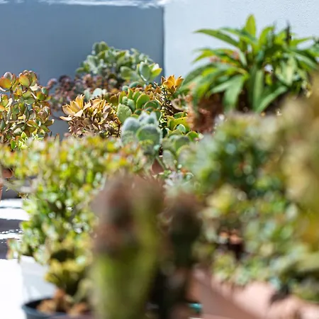 Cactopia Apartments- Hoya-aeonium *