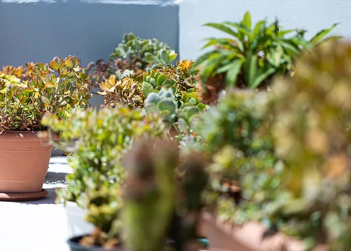 Cactopia Apartments- Hoya-aeonium *