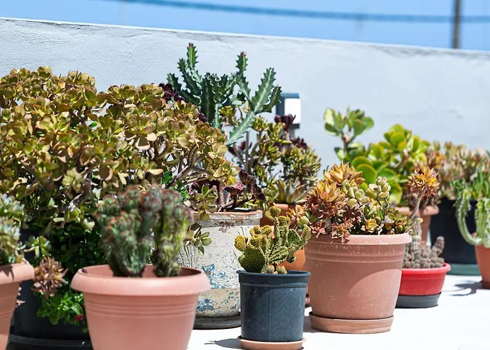 Apartamento Cactopia Apartments- Hoya-aeonium Rétino