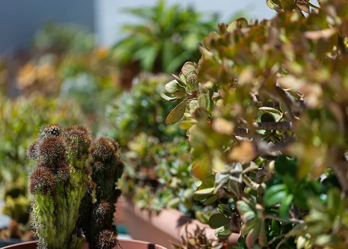 Cactopia Apartments- Hoya-aeonium Apartamento