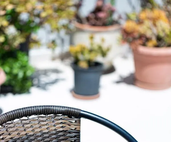 Cactopia Apartments- Hoya-aeonium