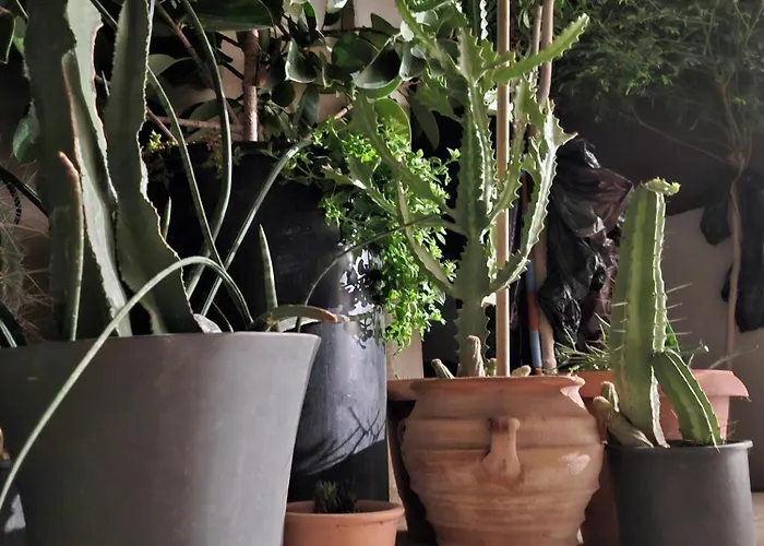Cactopia Apartments- Hoya-aeonium Rétino