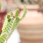 Cactopia Apartments- Hoya-aeonium 아파트 *