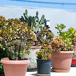 아파트 Cactopia Apartments- Hoya-aeonium 레팀노