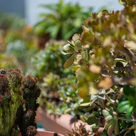 Cactopia Apartments- Hoya-aeonium Apartament