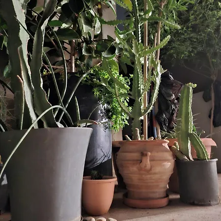 Cactopia Apartments- Hoya-aeonium 罗希姆诺