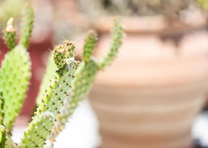 Cactopia Apartments- Hoya-aeonium Appartement *