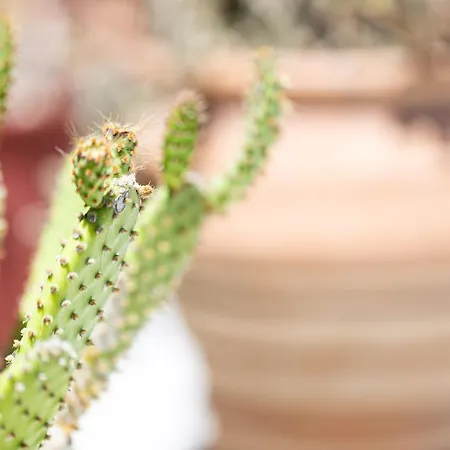 Cactopia Apartments- Hoya-aeonium Apartment *