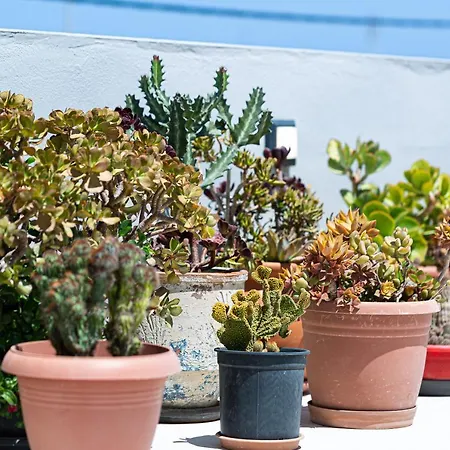 Apartment Cactopia Apartments- Hoya-aeonium Rethymno (Crete)