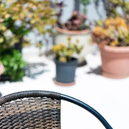 Cactopia Apartments- Hoya-aeonium